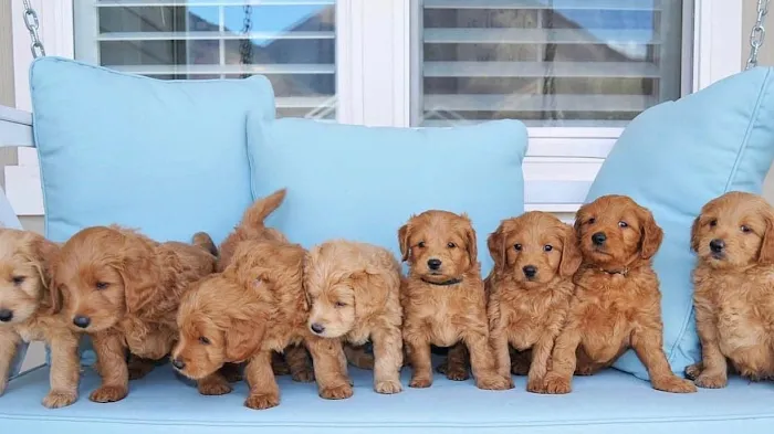 Cavapoo Puppies For Rehoming 12