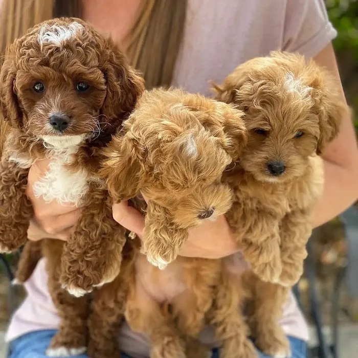 Cavapoo Puppies For Rehoming 12