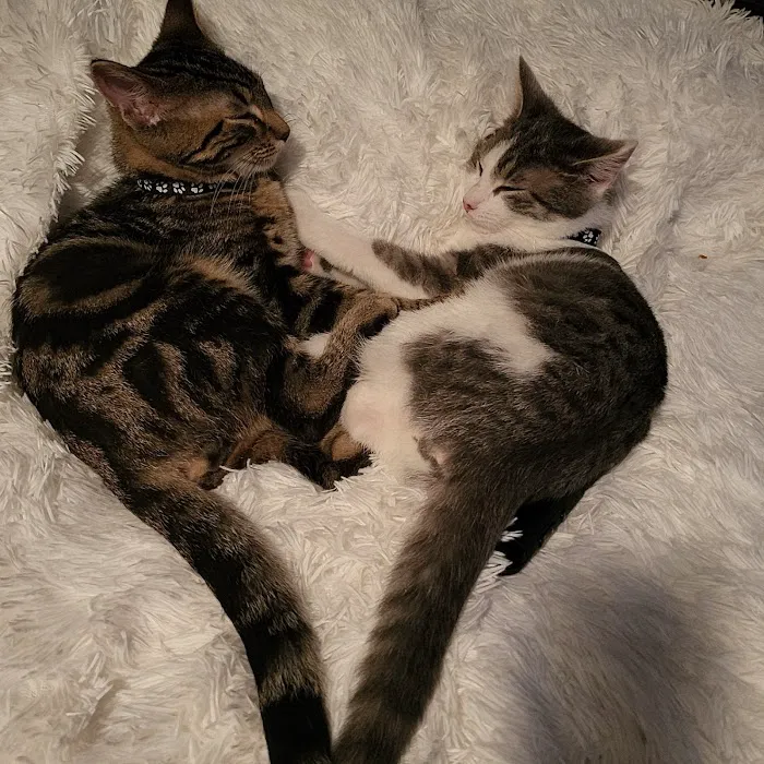 We Lov Pets 12