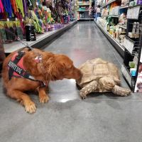 We Lov Pets ico