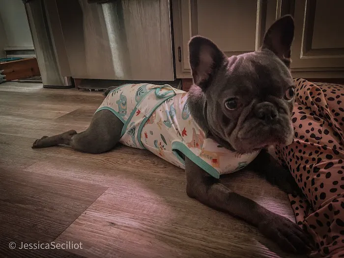 Mapleview Animal Hospital 2