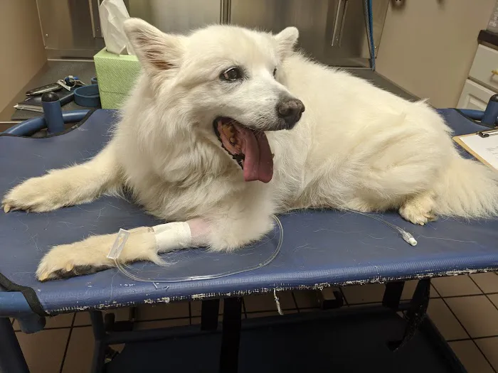 Mapleview Animal Hospital 1