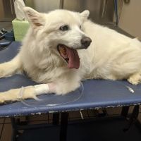 Mapleview Animal Hospital ico
