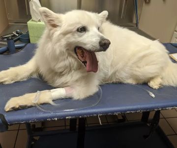 Mapleview Animal Hospital