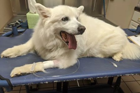 Mapleview Animal Hospital