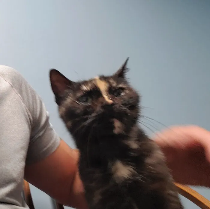 Harbor Town Animal Clinic 4