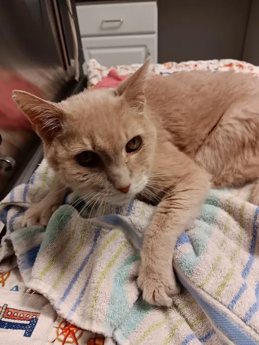 Harbor Town Animal Clinic 3