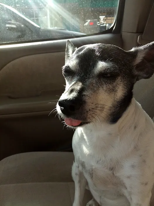 Capital City Animal Hospital 5