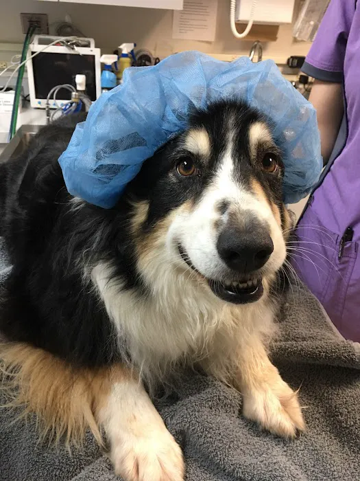 Best Friends Animal Hospital 5