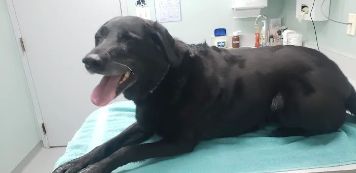 Best Friends Animal Hospital 2
