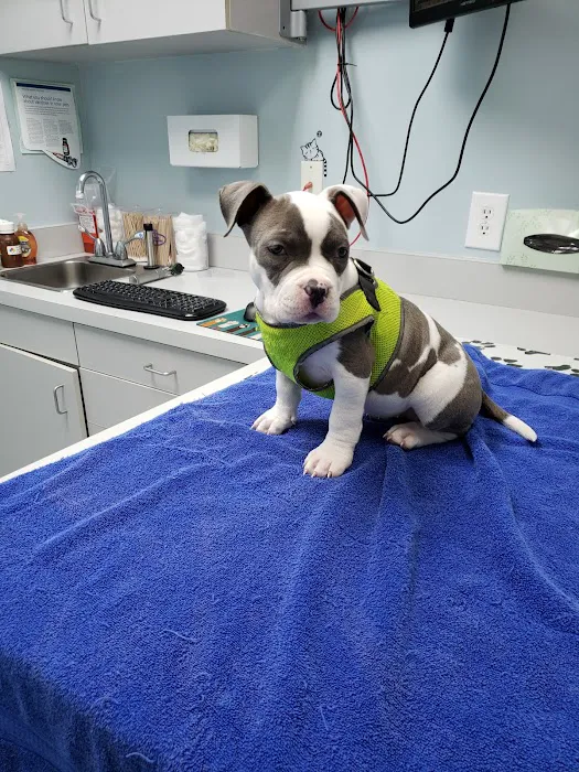 Best Friends Animal Hospital 4