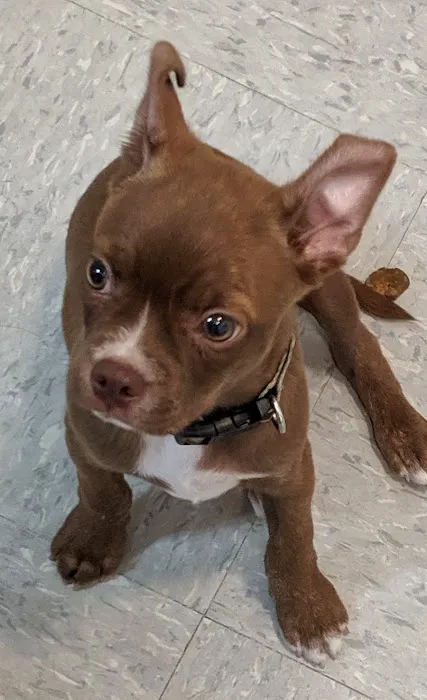 Healthy Pet Wellness Center 9