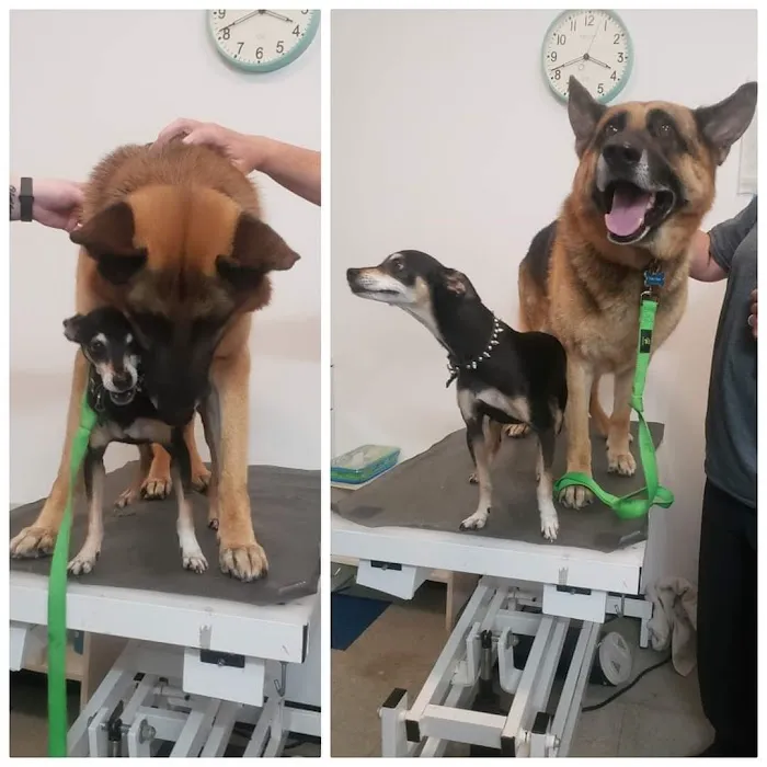 Healthy Pet Wellness Center 1