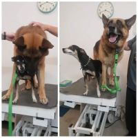 Healthy Pet Wellness Center ico