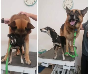 Healthy Pet Wellness Center