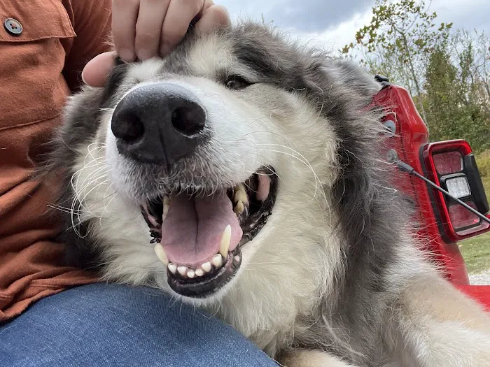 Healthy Pet Wellness Center 8