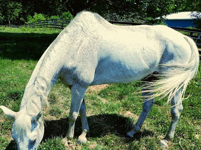 Fort Russell Veterinary Services 10
