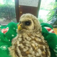 Fort Russell Veterinary Services ico