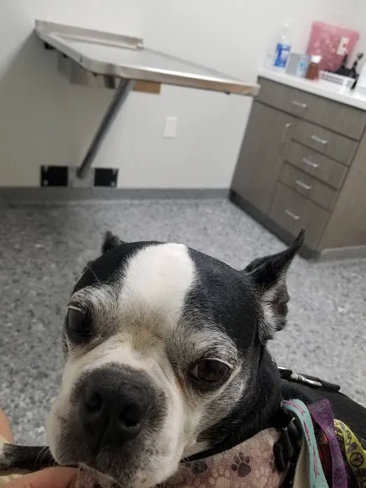 Bethalto Animal Clinic 7