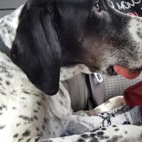 Bethalto Animal Clinic ico