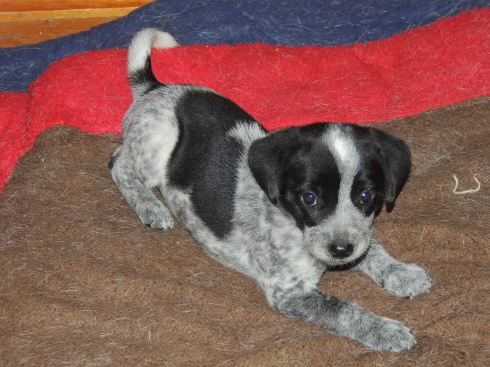 Rosewood Pet Hospital 2