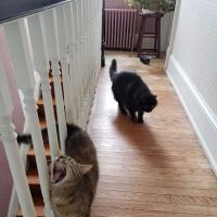 Four Springs Veterinary Clinic ico