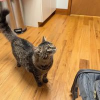Happy Valley Veterinary Hospital ico