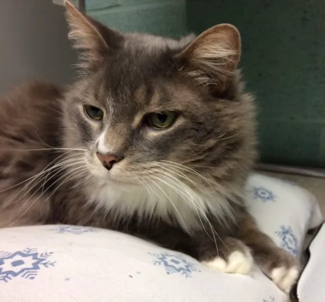 University Drive Veterinary Hospital 10