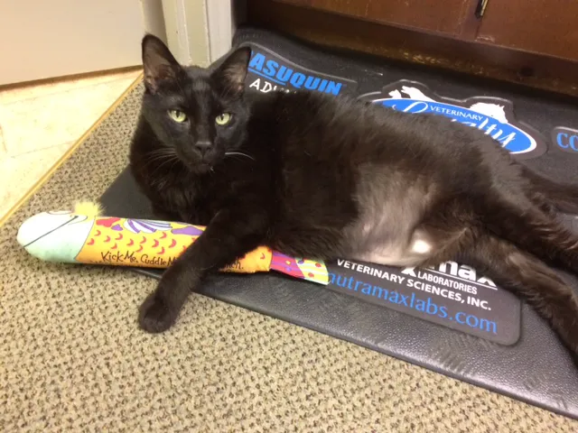 University Drive Veterinary Hospital 6