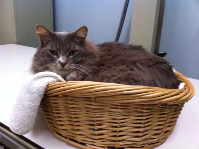 University Drive Veterinary Hospital 9