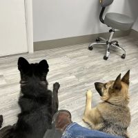 Mt. Nittany Veterinary Hospital ico