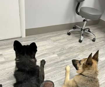 Mt. Nittany Veterinary Hospital