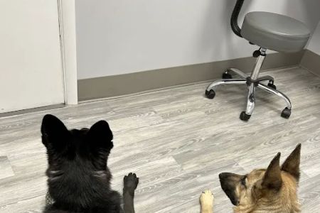 Mt. Nittany Veterinary Hospital
