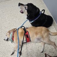 Metzger Animal Hospital: Mannino Shelly DVM ico