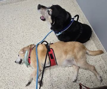 Metzger Animal Hospital: Mannino Shelly DVM