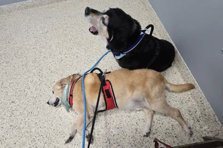 Metzger Animal Hospital: Mannino Shelly DVM