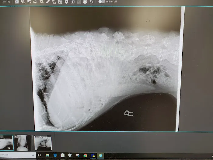 Metzger Animal Hospital: Mannino Shelly DVM 12