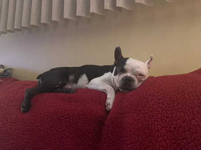 Creekside Animal Hospital 7