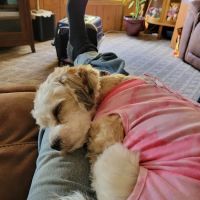 Veterinary Associates, LLC ico