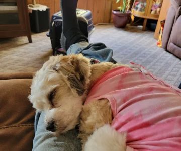 Veterinary Associates, LLC