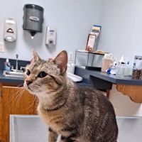 Port Cities Animal Hospital ico