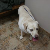 Memorial Drive Veterinary Clinic ico
