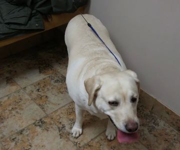 Memorial Drive Veterinary Clinic