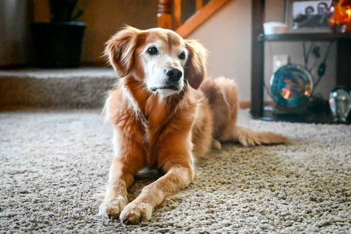 Crossroads Veterinary Clinic SC 5