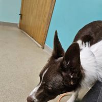 Birch Bark Veterinary Care ico
