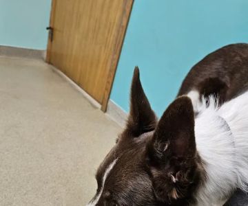 Birch Bark Veterinary Care