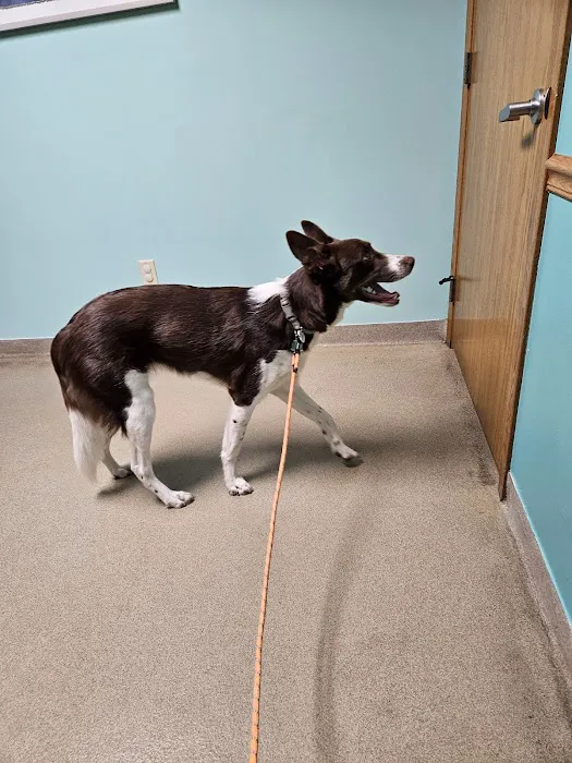 Birch Bark Veterinary Care 2