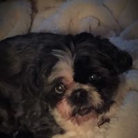 Kaukauna Veterinary Clinic: Rossebo Kurt DVM ico