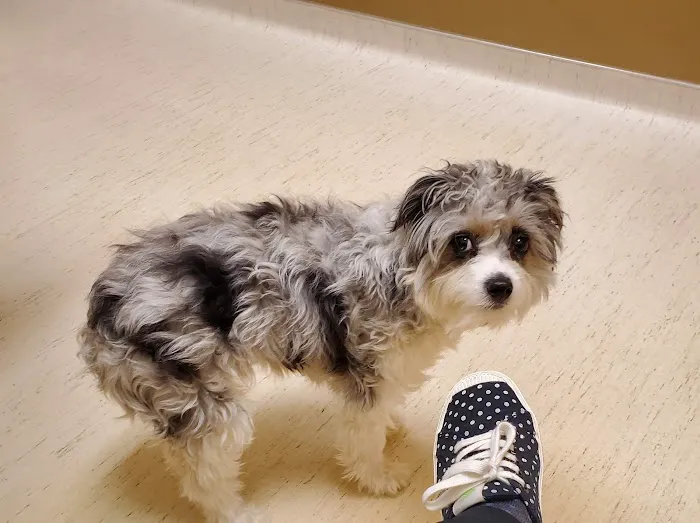 Appanasha Pet Clinic 8