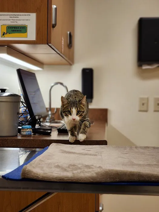 Appanasha Pet Clinic 5